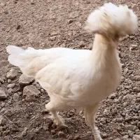 مرغ و خروس