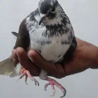 یک ماده قارای کاشانی
