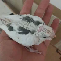 جوجه عروس هلندی  آماده سخنگو شدن