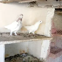 تهرانی