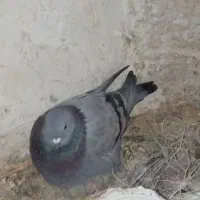 کفتر صحرایی نرو ماده