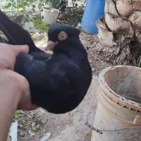 سیاه آبادانی