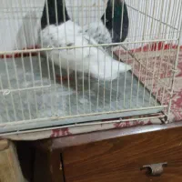 کفتر|پرنده|مشهد, چهارچشمه|دیوار