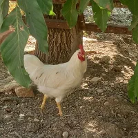 مرغ و خروس محلی