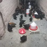 جوجه مرغ جهادی  واکسن خورد|پرنده|داران, |دیوار