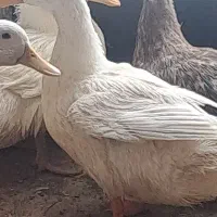 اردک‌مرغابی کاکلی