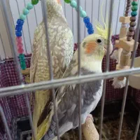 عروس هلندی