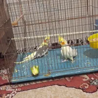 عروس هلندی