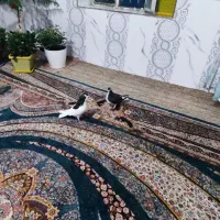 کفتر خال و ساده