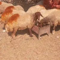 ۷ عدد گوسفند درجه یک داشتی شک نازار بفروش میرسد