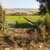 فروش نشا برنج(تیولکی)
