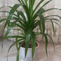 گلکده|گل و گیاه طبیعی|بجنورد, |دیوار