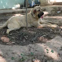 سگ سرابی