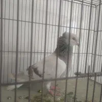 سوسنی دم سفیدماده
