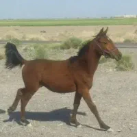 اسب عرب نریون