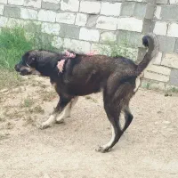 سگ‌عراقی