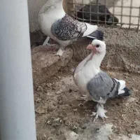 کبوتر طوقی وبلژیکی