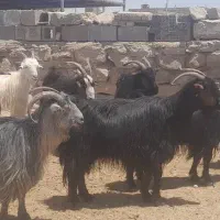 ۲۰ راس بز جوان چاق و مست و ۷ راس میش چاق و ...
