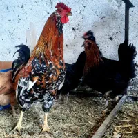 ۴ مرغ و ۱ خروس گلین تخم گذار