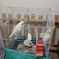 دو جفت عروس هلندی