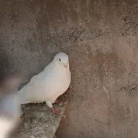 کبوتر|پرنده|رانکوه, |دیوار