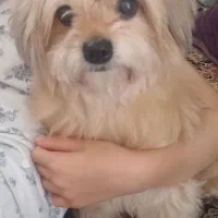 سگ گمشده