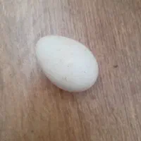 تخم بوقلمون