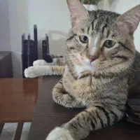واگذاری گربه خونگی