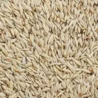 جو محلی تمیز درجه یک
