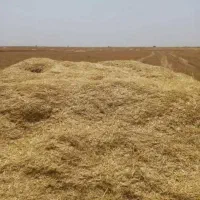 کاه کوبیده گندم آبی