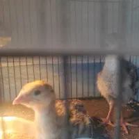 جوجه بوقلمون یک ماهه  برنزه و یک روزه