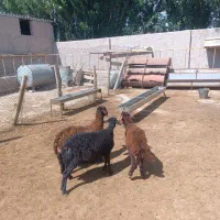بره ماده