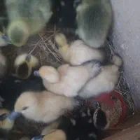 جوجه اردک اسرایلی