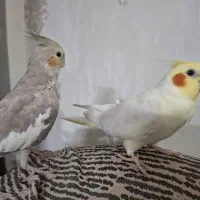 فروش عروس هلندی جفت هستن ۱۳۰۰