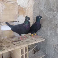 دمسفیدنروماده