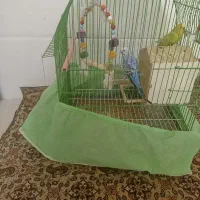 دوعدد کرغ عشق