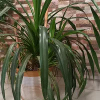 گل پاندانوس (فوری )