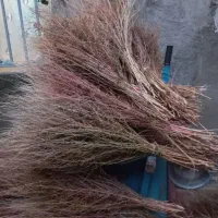 جارو (گزگ)|لوازم نظافت|کامیاران, |دیوار