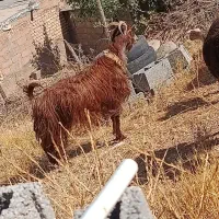 فروش گوسفند
