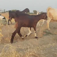 فروش 7 عدد کهره