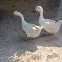 قوغاز ماده