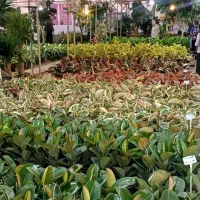 گل طبیعی فیکوس بلک سبز شرابی ابلق عمده و تک