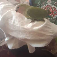جوجه برزیلی صورت هولویی