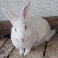 خرگوش نر سفید چشم شرابی و ماده لوپ