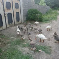 غاز چند ماهه