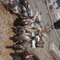 جوجه لاری نژاد دار
