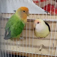 رنگ خاص برزیلی جفت با قفس و وسایل
