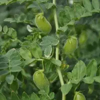 نخود کن نیازمندم نخود کندن