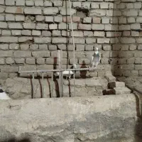 کبوتر
