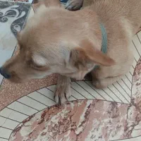 سگ بسیار باهوش